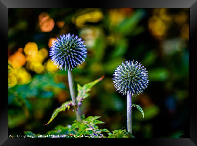 Thistle Framed Print by Gary chadbond