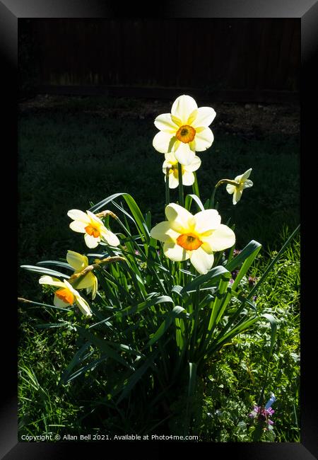 Backlit Daffodils Framed Print by Allan Bell