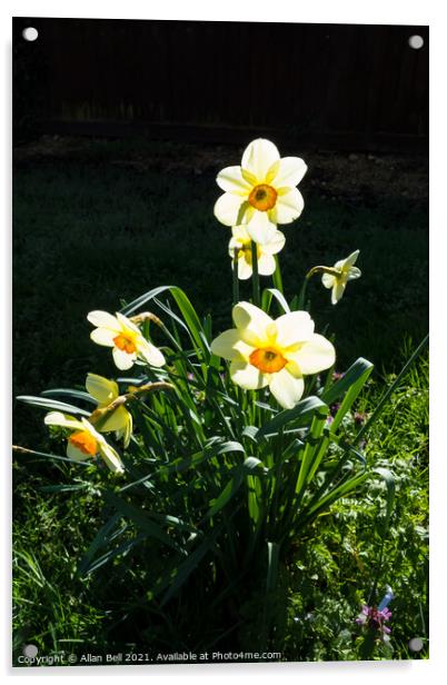 Backlit Daffodils Acrylic by Allan Bell