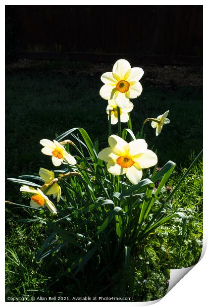 Backlit Daffodils Print by Allan Bell