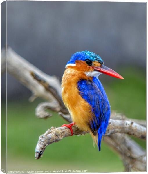 Kingfisher Canvas Print by Tracey Turner