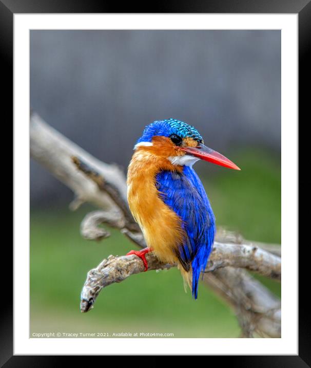 Kingfisher Framed Mounted Print by Tracey Turner