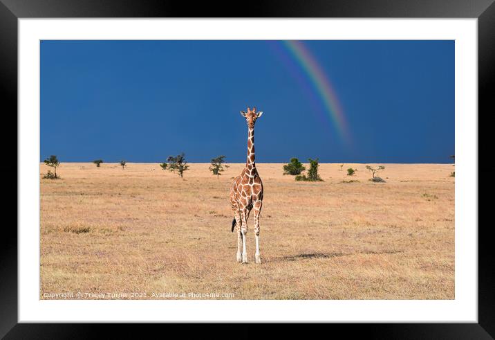 Gentle Giraffe Framed Mounted Print by Tracey Turner