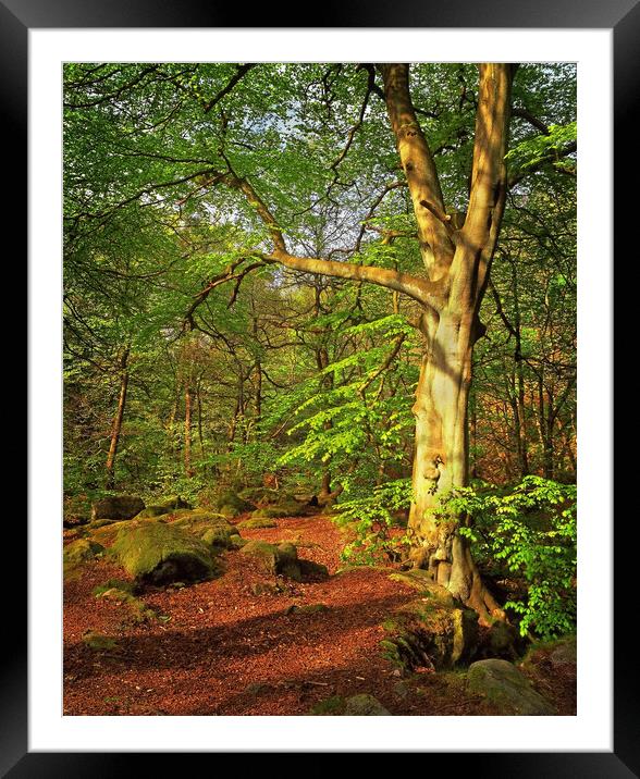 Woodland Walk at Padley Gorge Framed Mounted Print by Darren Galpin