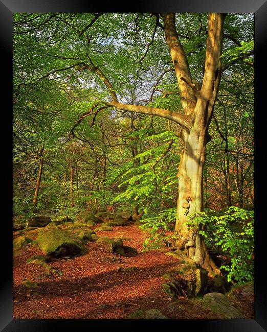 Woodland Walk at Padley Gorge Framed Print by Darren Galpin