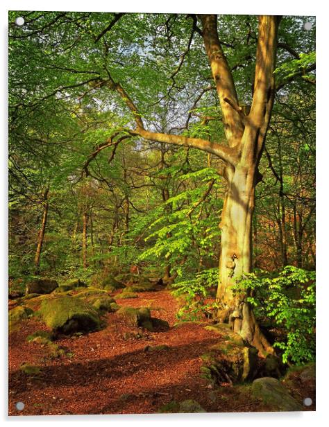 Woodland Walk at Padley Gorge Acrylic by Darren Galpin