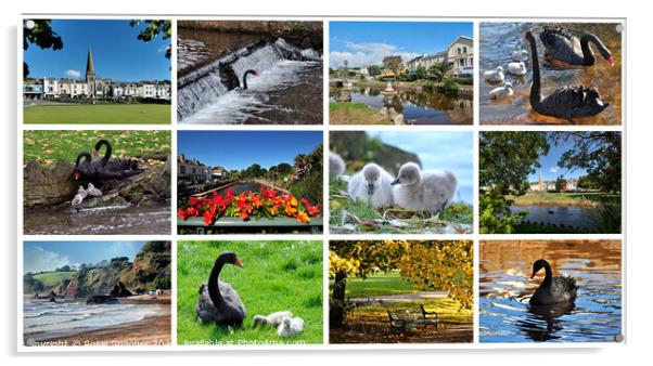 Dawlish Views and Black Swans through the season Acrylic by Rosie Spooner