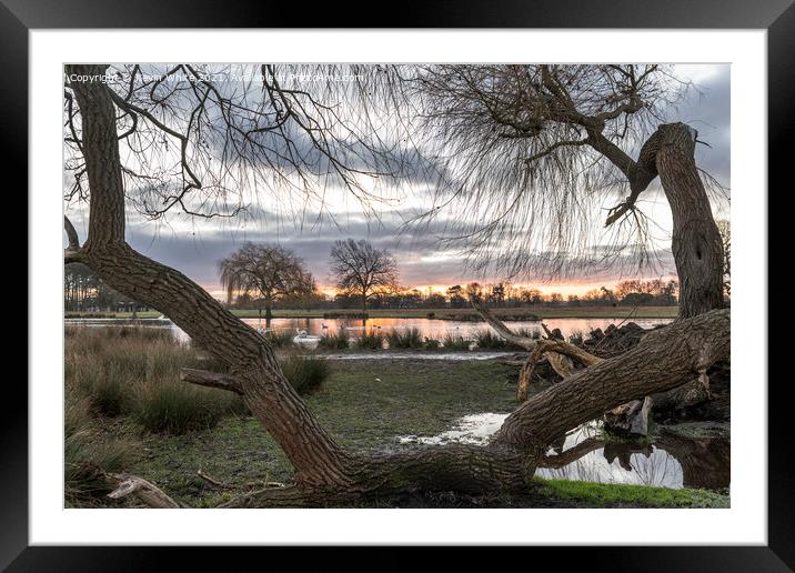 Fallen tree Framed Mounted Print by Kevin White