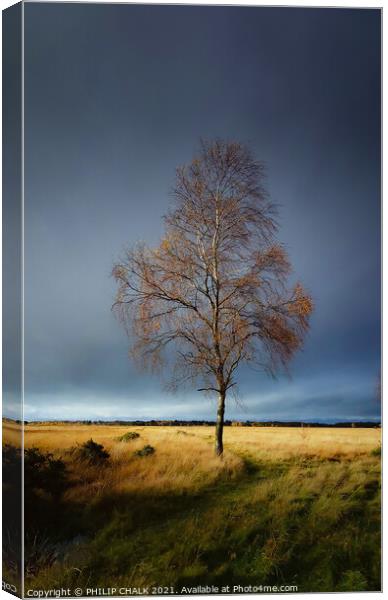 Lone silver birch tree in a storm 51 Canvas Print by PHILIP CHALK
