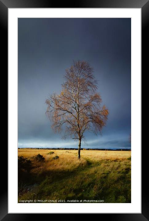 Lone silver birch tree in a storm 51 Framed Mounted Print by PHILIP CHALK