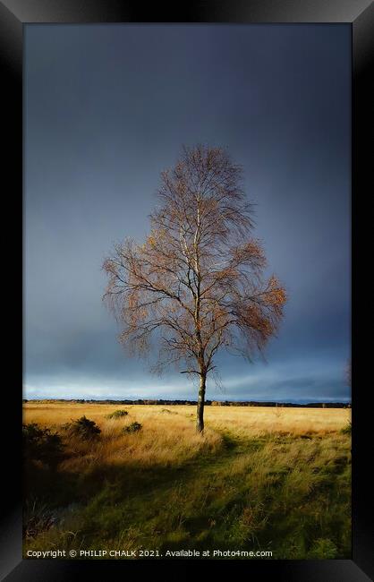 Lone silver birch tree in a storm 51 Framed Print by PHILIP CHALK