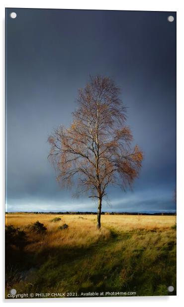 Lone silver birch tree in a storm 51 Acrylic by PHILIP CHALK