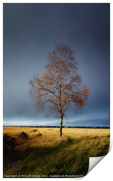 Lone silver birch tree in a storm 51 Print by PHILIP CHALK