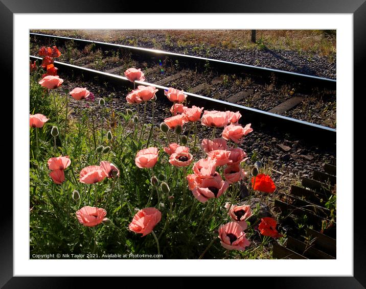 Pink opium poppies Framed Mounted Print by Nik Taylor