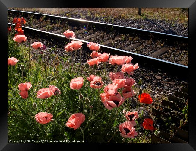 Pink opium poppies Framed Print by Nik Taylor