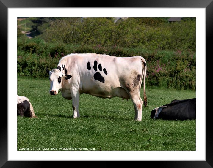 Cow with paw print Framed Mounted Print by Nik Taylor