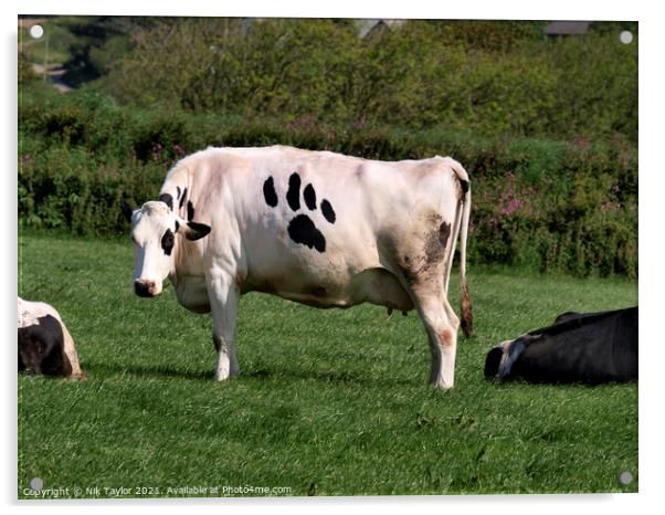 Cow with paw print Acrylic by Nik Taylor