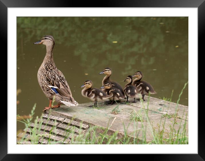 Mallard duck and ducklings Framed Mounted Print by Nik Taylor
