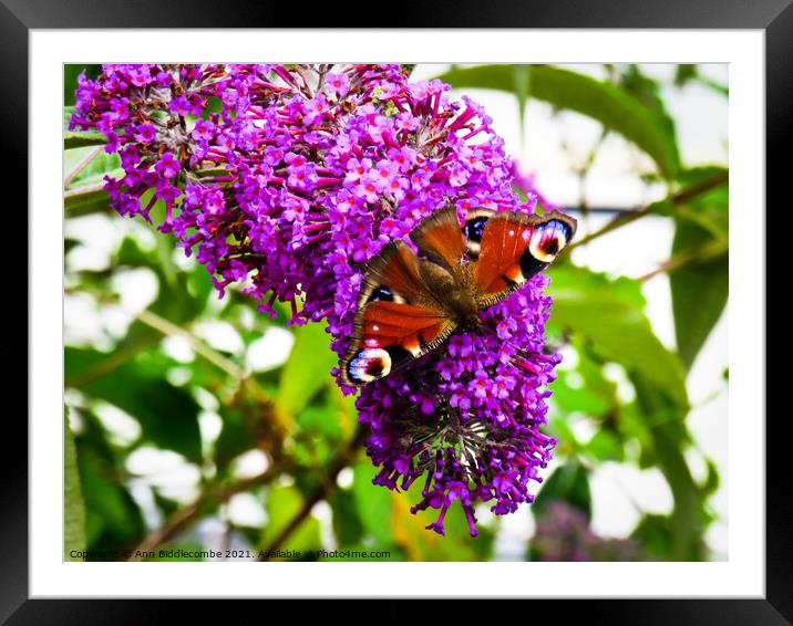 Peacock butterfly on purple flower Framed Mounted Print by Ann Biddlecombe