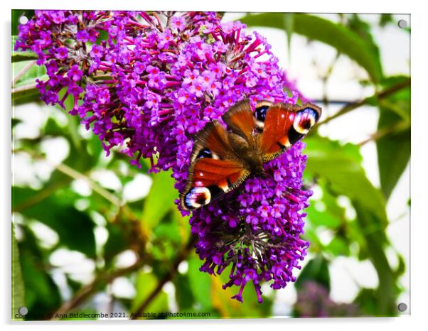 Peacock butterfly on purple flower Acrylic by Ann Biddlecombe