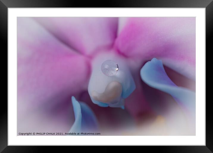 Single drop of water on an Orchid 53 Framed Mounted Print by PHILIP CHALK