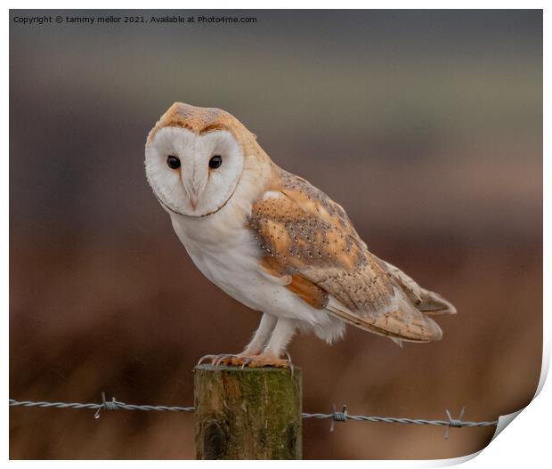 Majestic Barn Owl Print by tammy mellor
