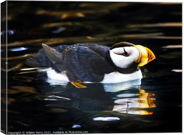 Horned Puffin Reflection Alaska Canvas Print by William Perry