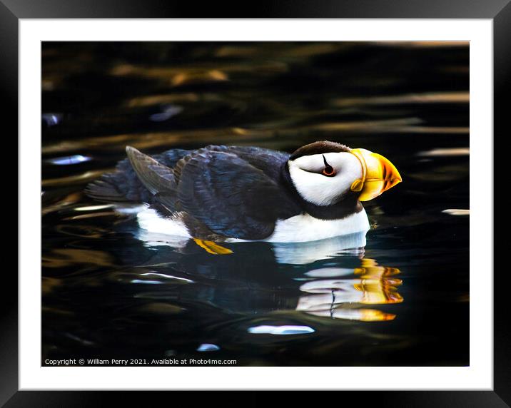 Horned Puffin Reflection Alaska Framed Mounted Print by William Perry