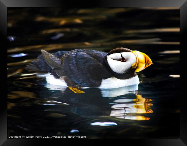 Horned Puffin Reflection Alaska Framed Print by William Perry