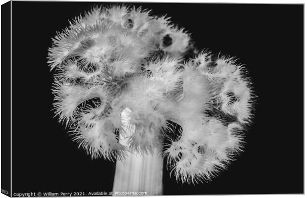 White Frilly Detailed Sea Anemone Canvas Print by William Perry