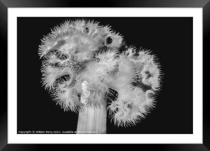 White Frilly Detailed Sea Anemone Framed Mounted Print by William Perry