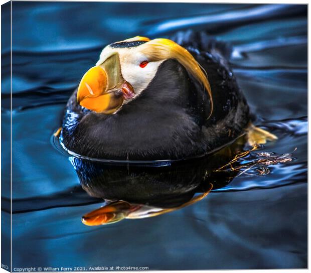 Tufted Puffin Swimming and Resting Alaska Canvas Print by William Perry