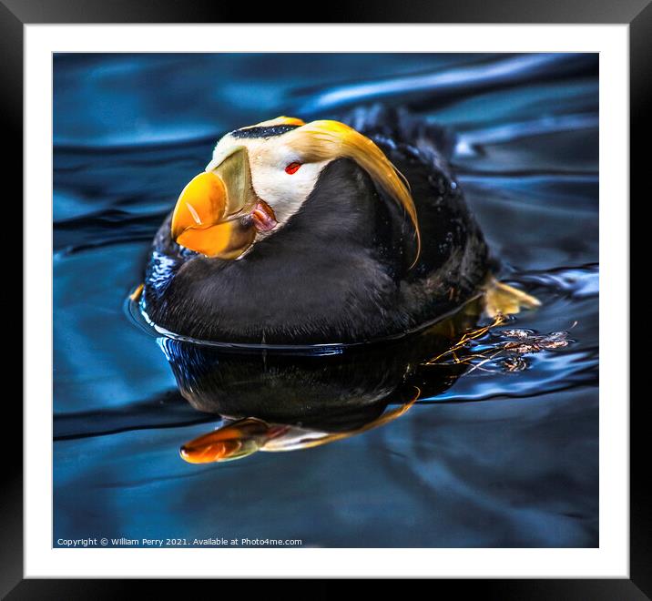 Tufted Puffin Swimming and Resting Alaska Framed Mounted Print by William Perry