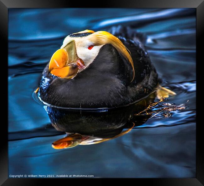 Tufted Puffin Swimming and Resting Alaska Framed Print by William Perry