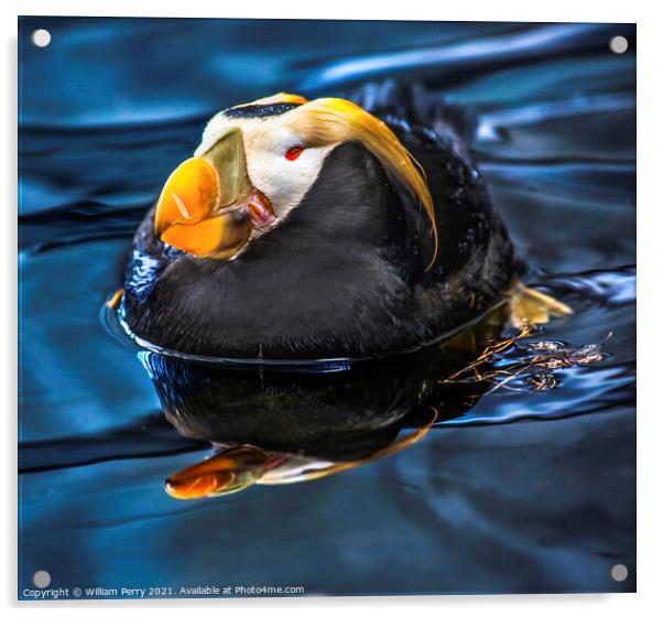 Tufted Puffin Swimming and Resting Alaska Acrylic by William Perry