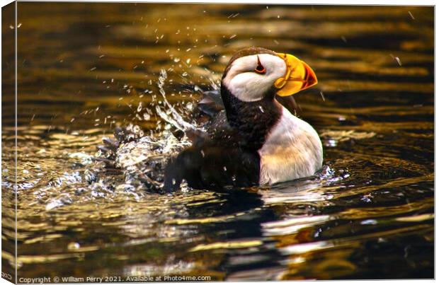 Horned Puffin Spashing with Reflections Alaska Canvas Print by William Perry