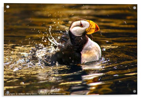 Horned Puffin Spashing with Reflections Alaska Acrylic by William Perry