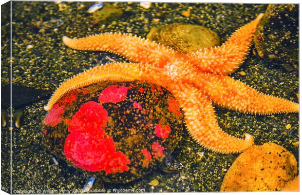 Bright Orange Pacific Starfish Red Stone Canvas Print by William Perry