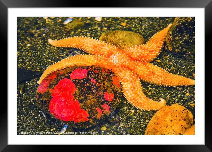 Bright Orange Pacific Starfish Red Stone Framed Mounted Print by William Perry