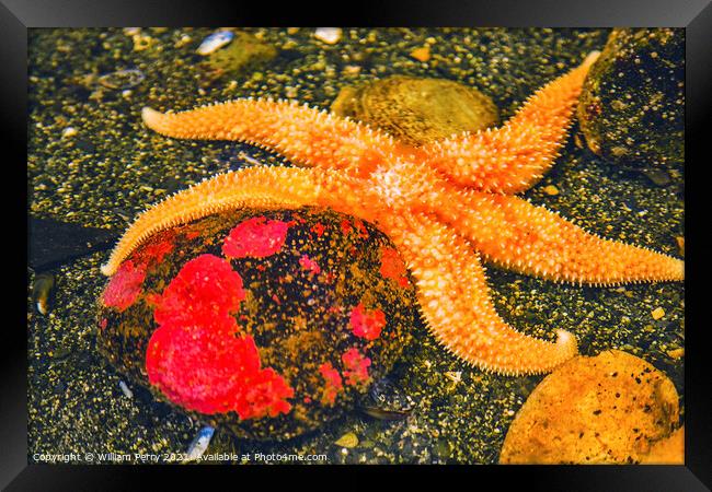 Bright Orange Pacific Starfish Red Stone Framed Print by William Perry