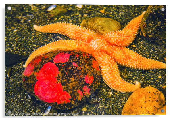 Bright Orange Pacific Starfish Red Stone Acrylic by William Perry