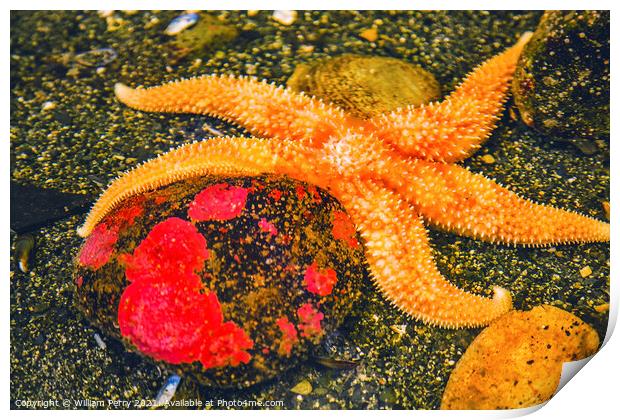 Bright Orange Pacific Starfish Red Stone Print by William Perry