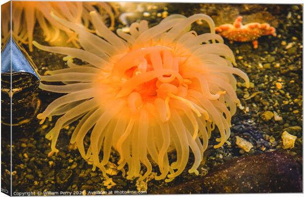 Bright Orange Pink Anemone Canvas Print by William Perry