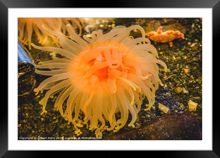 Bright Orange Pink Anemone Framed Mounted Print by William Perry