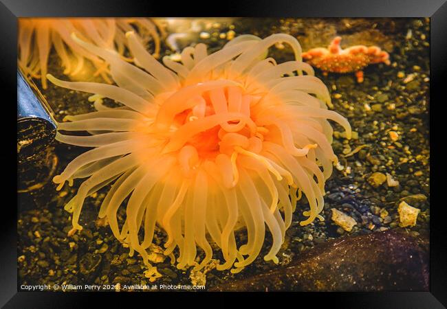 Bright Orange Pink Anemone Framed Print by William Perry