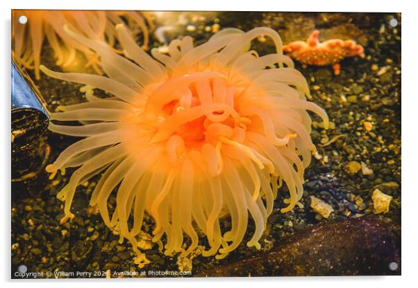 Bright Orange Pink Anemone Acrylic by William Perry