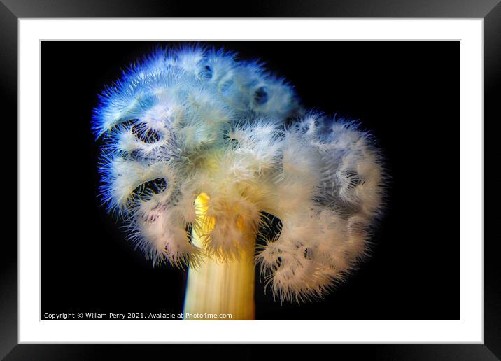 White Frilly Detailed Sea Anemone Framed Mounted Print by William Perry