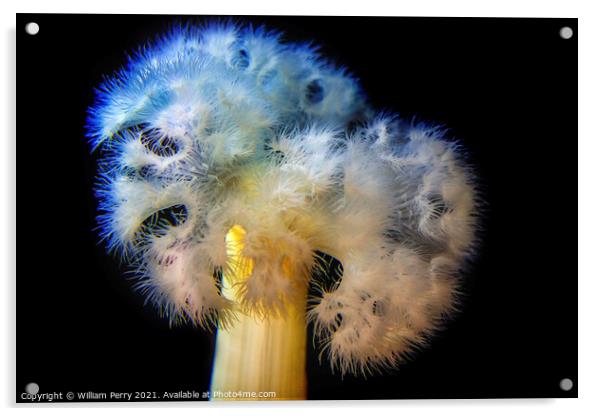 White Frilly Detailed Sea Anemone Acrylic by William Perry
