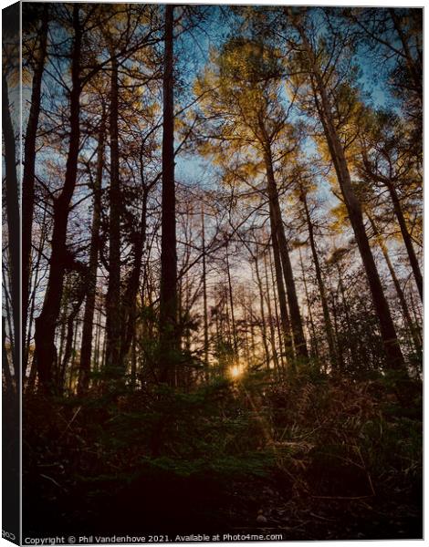 Devon Haldon’s forest light Canvas Print by Phil Vandenhove