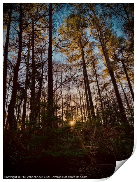 Devon Haldon’s forest light Print by Phil Vandenhove